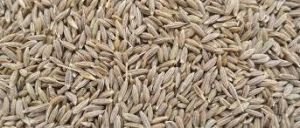 Cumin Seeds