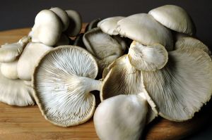 Dried Oyster Mushrooms