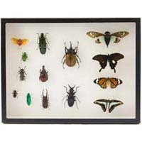 Insect Display Showcase