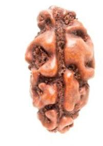 1 Mukhi Rudraksha