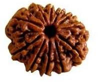 11 Mukhi Rudraksha