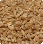 Certified Wheat Seed