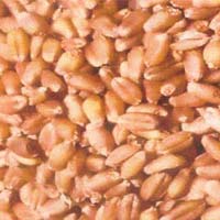 Wheat Seed