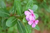 Vinca Rosea Leaves