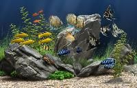 Ornamental Fish