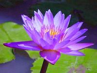 Blue Lotus