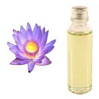 natural Lotus absolute Oil