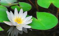 White Lotus Plant