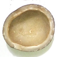 Dessicated Coconut