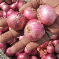Red Onion 25-30mm