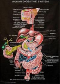 biological chart