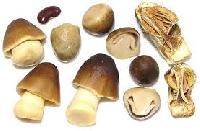 dry mushroom canned mushrooms