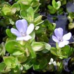 Bacopa Monnieri