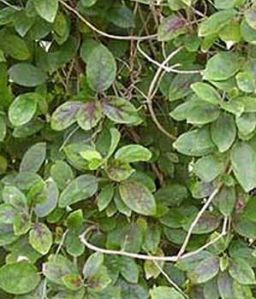 Gymnema Sylvestre