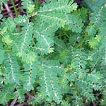 Phyllanthus Niruri