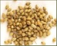 Corrainder Seeds