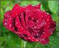 Rose Flower