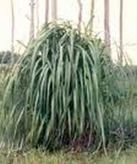 Citronella Oil