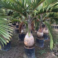 Champion Palm