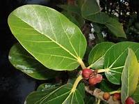 Ficus Bengalensis