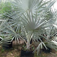 Palm Plants 04