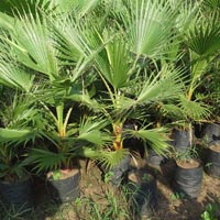 Palm Plants 05