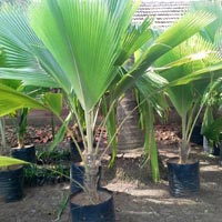 Palm Plants 06