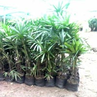 Palm Plants 07