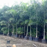 Palm Plants 08