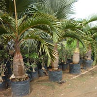 Palm Plants 09