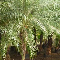 Palm Plants 11