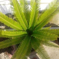 Palm Plants 12