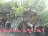Palm Plants 14