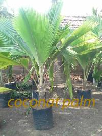 Palm Plants 16