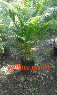 Palm Plants 17