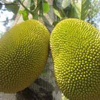 Jack Fruit