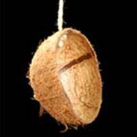 Coconut Shell Bird Feeder