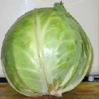 Fresh Cabbage