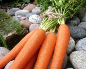 Fresh Carrots