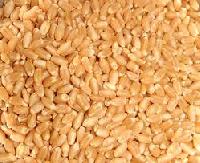 Wheat Seeds