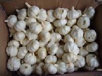 Fresh Garlic