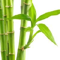 bamboo extract