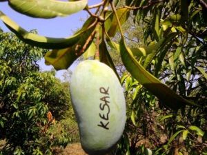 kesar mango