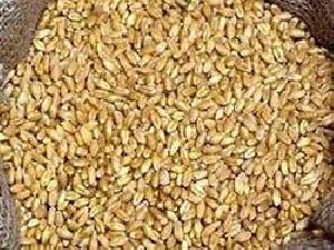 Mill Quality Wheat Seeds