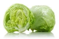 lettuce iceberg