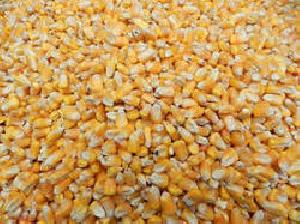 yellow maize seed