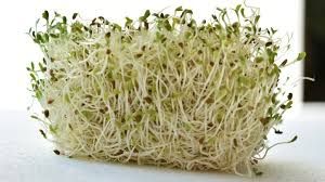 Alfalfa Sprouts