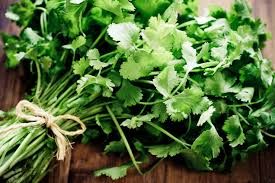 Fresh Cilantro