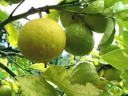 Fresh Bergamot Orange