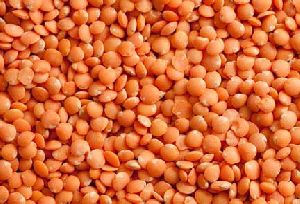 Red Lentils